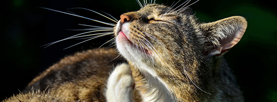 Katze Hat Flöhe Wohnung Reinigen