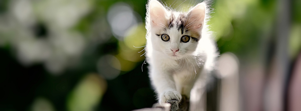 Katze Zum Ersten Mal Freigang