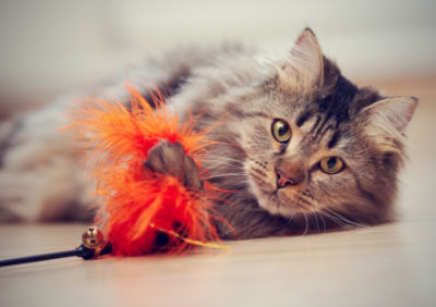 Katze Bewertung Katze Bewertung