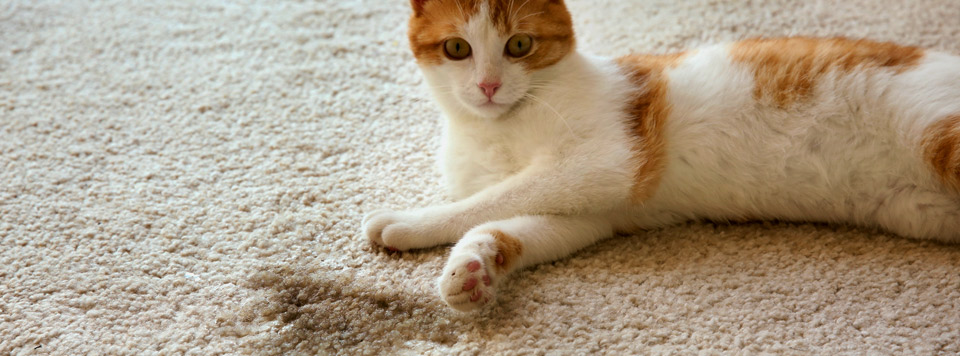Katze Pinkelt Auf Teppich Verhindern