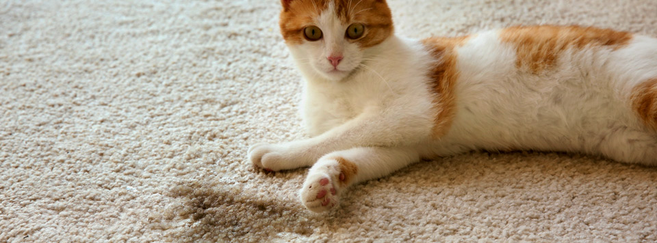 Fremde Katze Markiert Im Haus