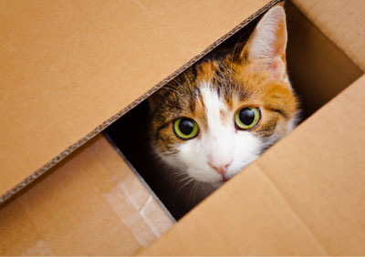 Katze Bewertung Katze Bewertung