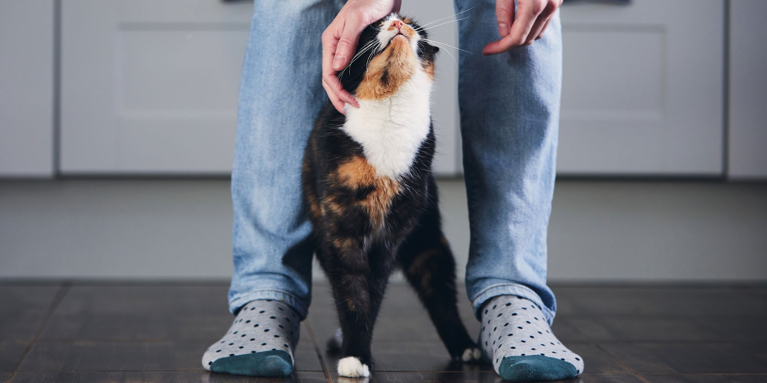 katze-eingewoehnen katze-eingewoehnen