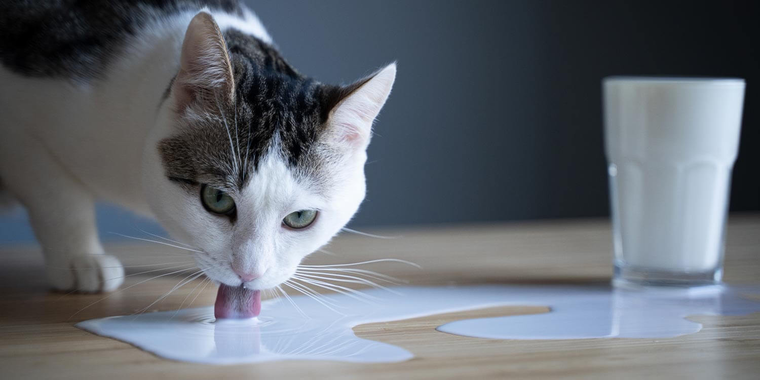 Dürfen Katzen Milch trinken