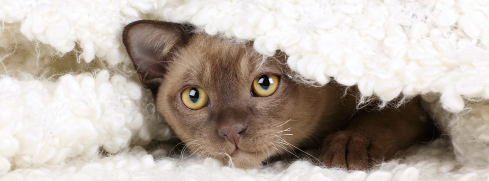 Tipps für die Silvesternacht mit Katze | LEONARDO®
