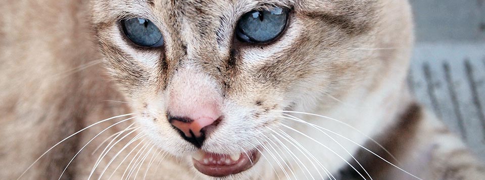 Katze Atmet Schnell Beim Stillen