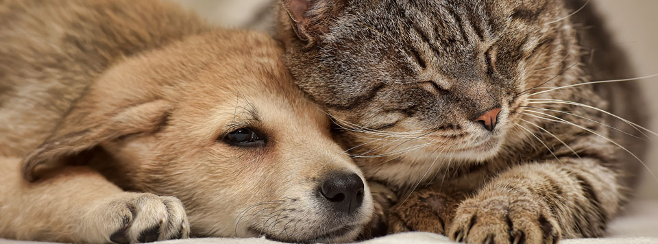 Hund Und Katze Aneinander Gewöhnen Erfahrungen