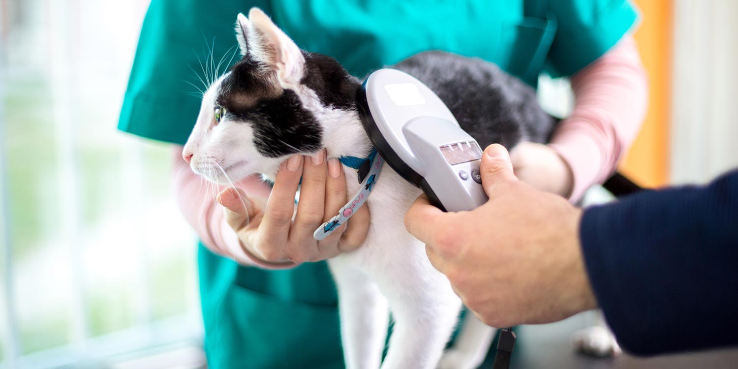 Chip Katze Kosten Deutschland