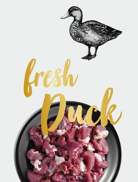 LEONARDO fresh duck LEONARDO fresh duck