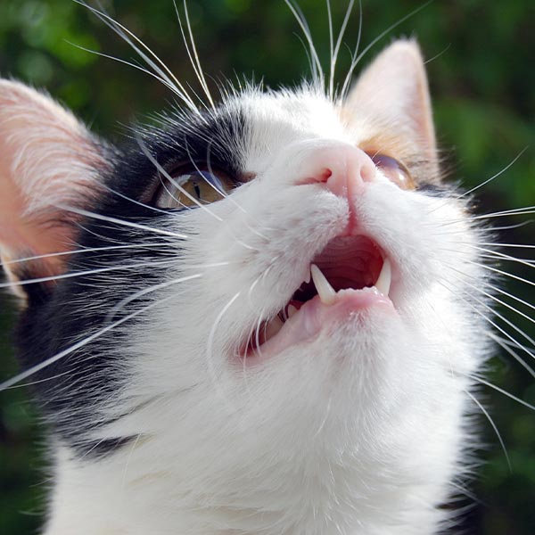 Katze Schreit Nach Dem Essen