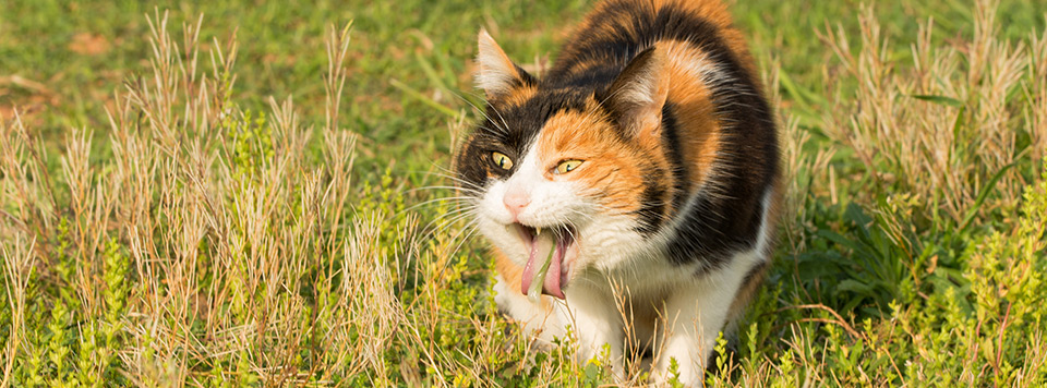 Katze Macht Würgegeräusche