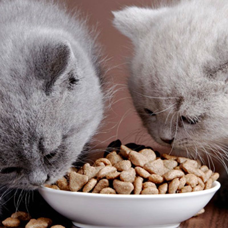 Warum Katzen keine Kuhmilch trinken dürfen | Pfotentipps von LEONARDO®